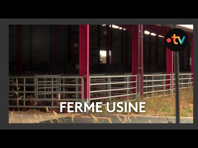 ⁣Une ferme de 1200 taurillons à Coussay-les-Bois dans la Vienne