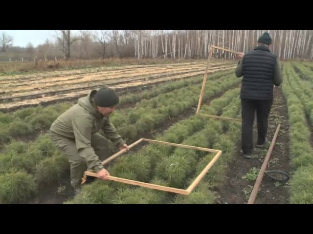 ⁣Лесные питомники в ВКО готовят к предстоящей зиме