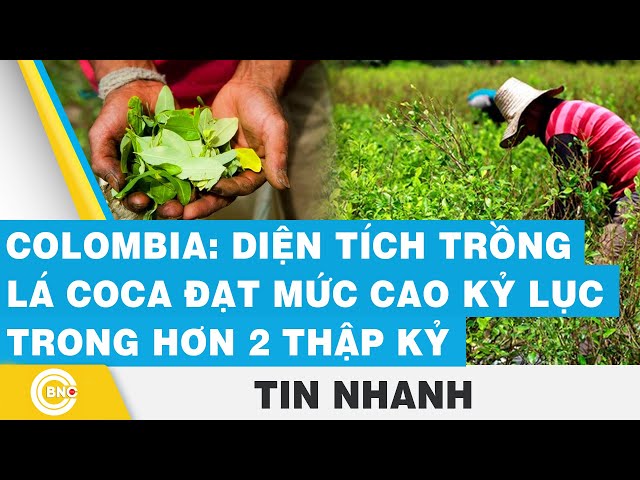 ⁣Colombia: Diện tích trồng lá coca đạt mức cao kỷ lục trong hơn 2 thập kỷ | BNC Now