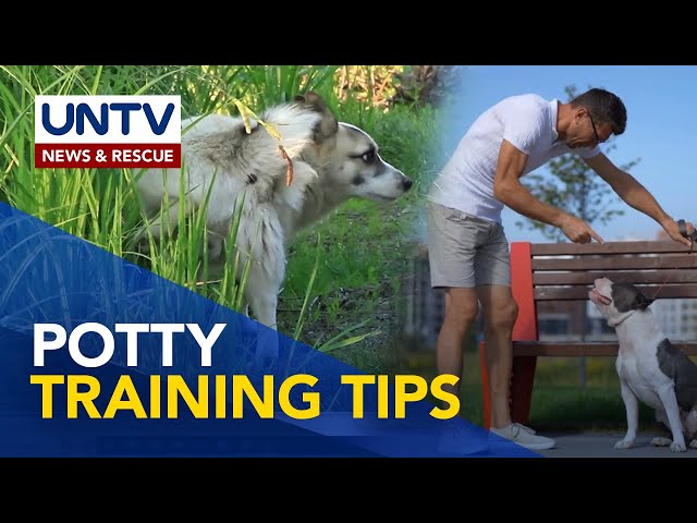 ⁣Tips kung paano turuan ang pet na mag-poop at umihi sa tamang lugar | Pet Talk