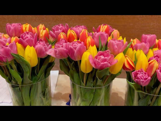 ⁣GLOBALink | Dutch tulip industry expert sees growing tulip market in China