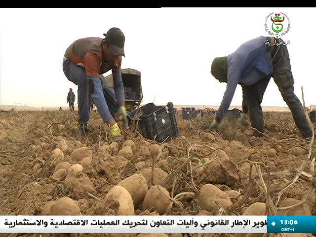 ⁣النعامة - انتاج معتبر في البطاطا الموسمية .. نحو تحقيق الاكتفاء المحلي