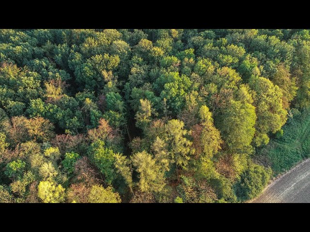 Tasmania ‘does forestry really well’