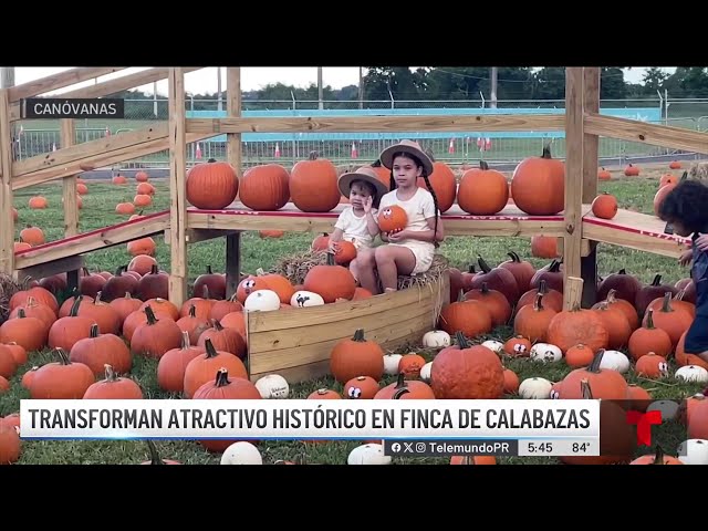 ⁣En Canóvanas: transforman atractivo histórico en finca de calabazas