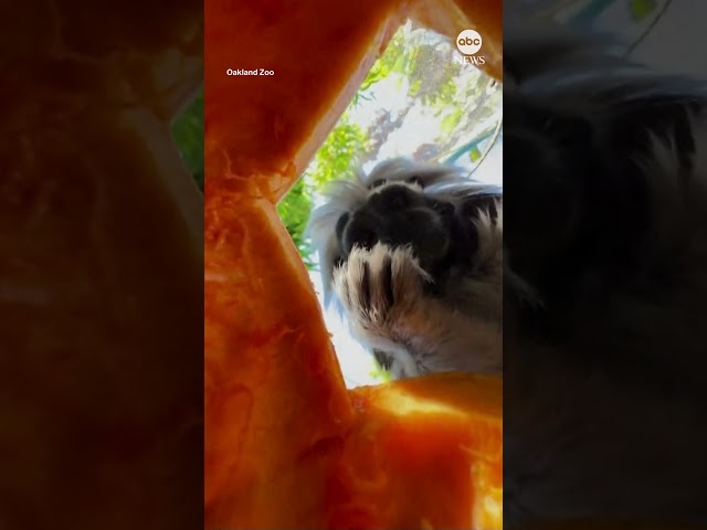 ⁣Zoo captures unique view of cotton-top tamarin eating pumpkin