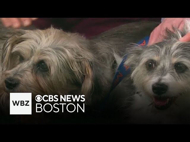 ⁣Shy, sweet dogs up for adoption through Massachusetts shelter