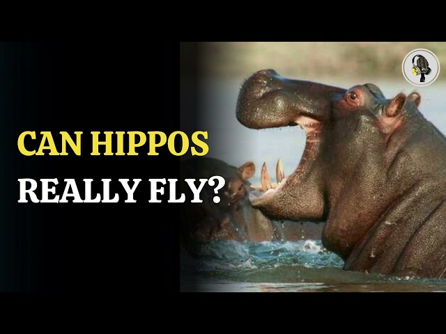 ⁣Can Hippos Really Fly ? WION Podcast