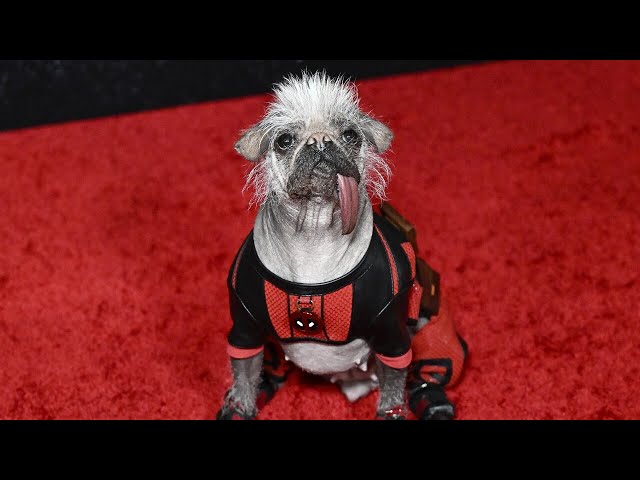 ⁣‘Britain’s Ugliest Dog’ nominated for canine equivalent of an Oscar