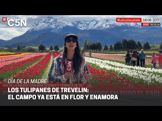 ⁣C5N en un CAMPO de TULIPANES en la PATAGONIA ARGENTINA