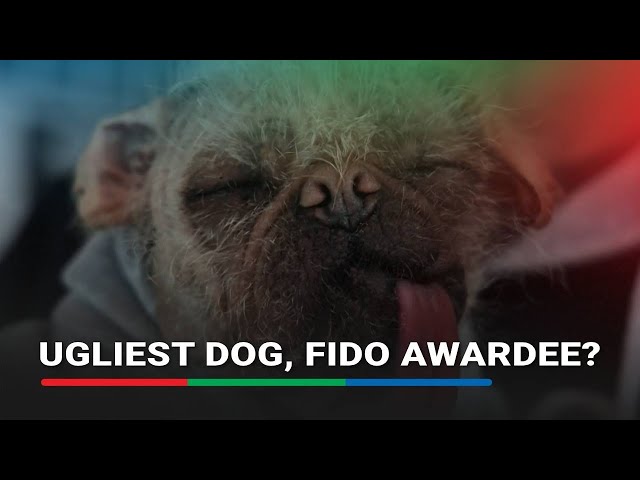 ⁣'Ugliest dog' Deadpool star among canine movie award hopefuls | ABS CBN News