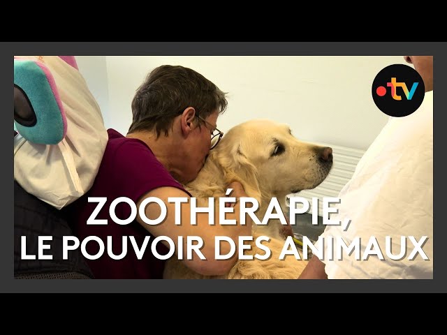 ⁣Zoothérapie, le pouvoir des animaux