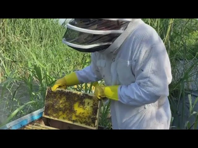 ⁣South Florida beekeeper removes nuisance hives, relocates them to a bee rescue in Homestead