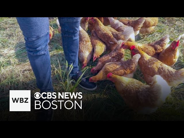 ⁣Do Your Job: Working with hens and eggs at Codman Community Farms