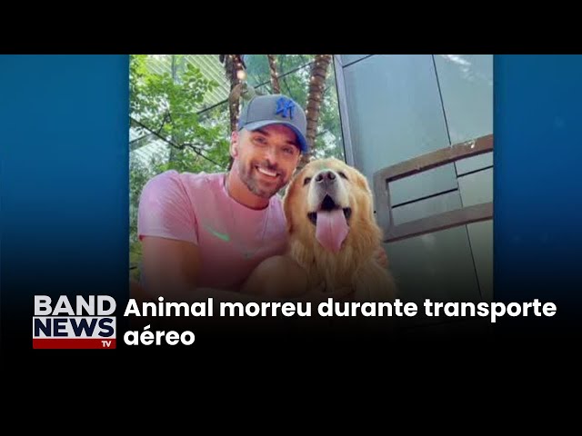 ⁣Justiça de São Paulo arquiva inquérito sobre o cão Joca | BandNews TV