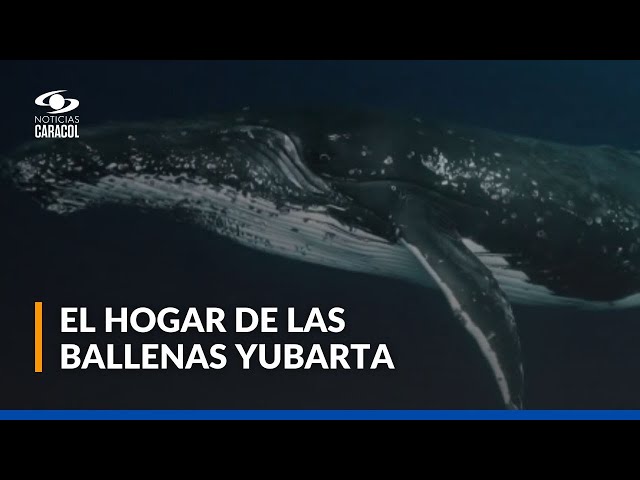 ⁣¿Cuál es el recorrido que hacen las ballenas jorobadas hasta el Pacífico colombiano?