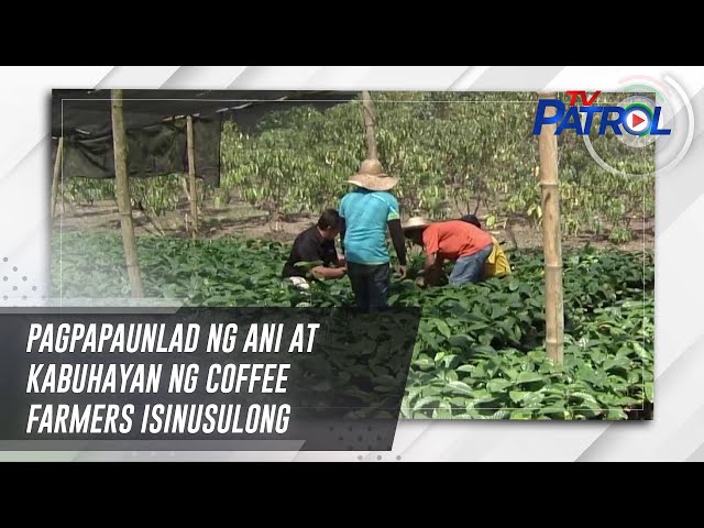 ⁣Pagpapaunlad ng ani at kabuhayan ng coffee farmers isinusulong | TV Patrol