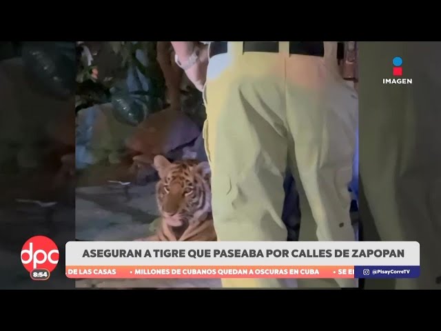 ⁣Autoridades de Zapopan, Jalisco, aseguran un tigre de tan solo siete meses | DPC con Paola Rojas