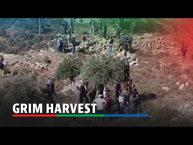 ⁣Palestinian farmers face grim harvest | ABS-CBN News