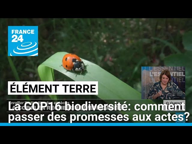 ⁣La COP16 en recherche d'efficacité pour enrailler l'effondrement de la biodiversité • FRAN