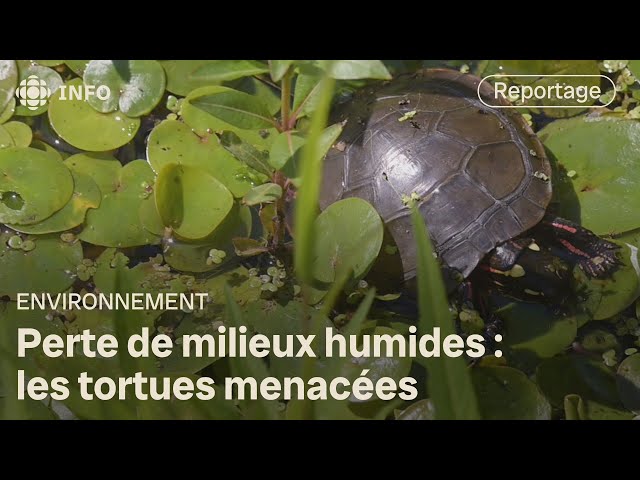 ⁣Perte de milieux humides : les tortues menacées | La semaine verte