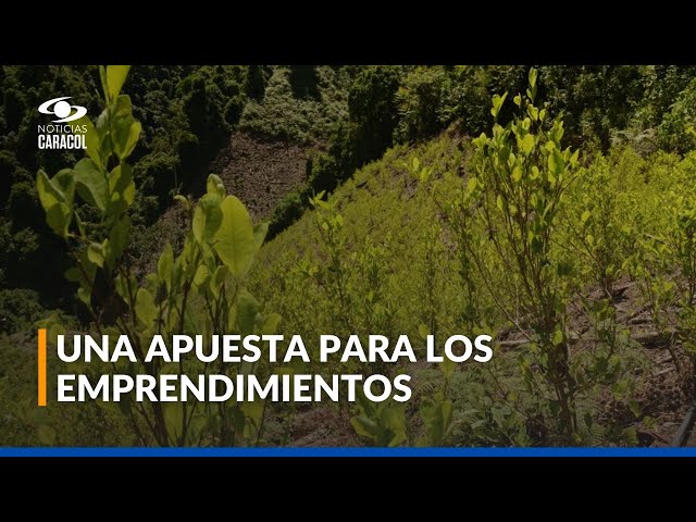 ⁣La hoja de coca es insumo para la realización de productos, en la COP16