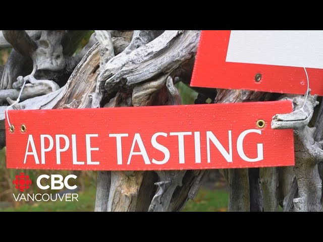 ⁣Hundreds brave the rain at UBC's annual apple festival