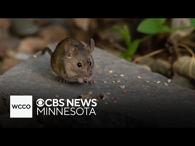 ⁣Have you noticed rodents on the rise in Minneapolis?