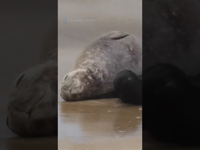 ⁣Researchers discover rare elephant seal birth on Brazilian beach #Shorts