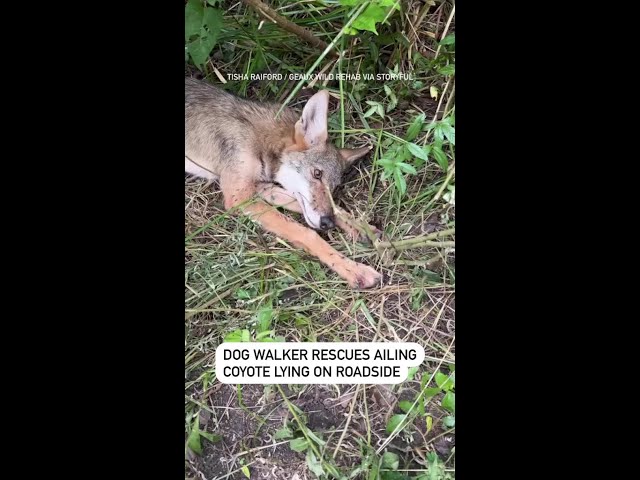 ⁣Dog walker rescues ailing coyote lying on roadside