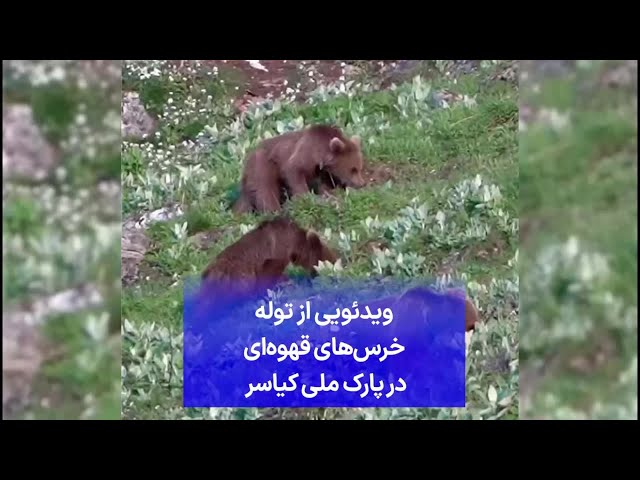 ⁣ویدئویی از توله خرس‌های قهوه‌ای در پارک ملی کیاسر