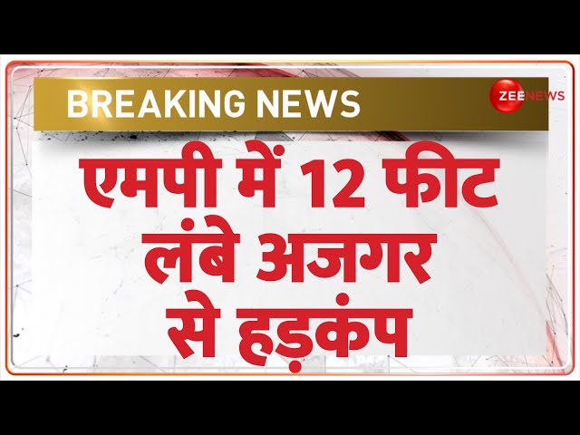 ⁣Python Rescue in MP: एमपी में 12 फीट लंबे अजगर का रेस्क्यू! | Hindi News | Breaking News | Latest