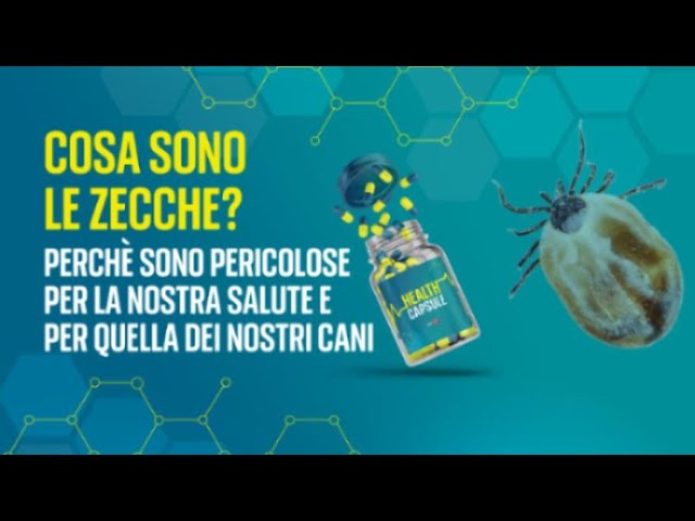 ⁣Cosa sono le zecche?