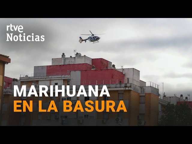 ⁣TRES MIL VIVIENDAS: EL CULTIVO DE DROGA provoca CORTES DE LUZ POR SATURACIÓN de la RED | RTVE