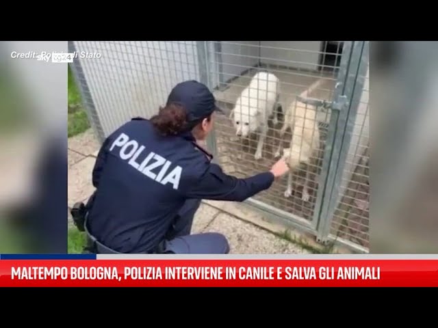 ⁣Sasso Marconi, canile alluvionato: interviene la polizia