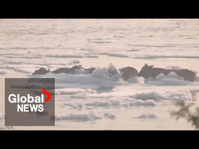 ⁣Drone shows India's sacred Yamuna River blanketed in toxic foam