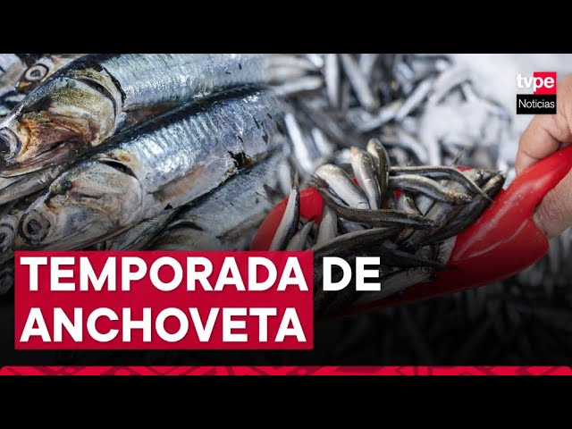 Produce: temporada de pesca de anchoveta se iniciará el 1 de noviembre