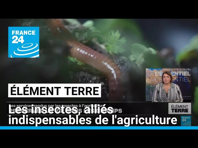 ⁣Les insectes: irremplaçables fournisseurs de services à l'agriculture • FRANCE 24