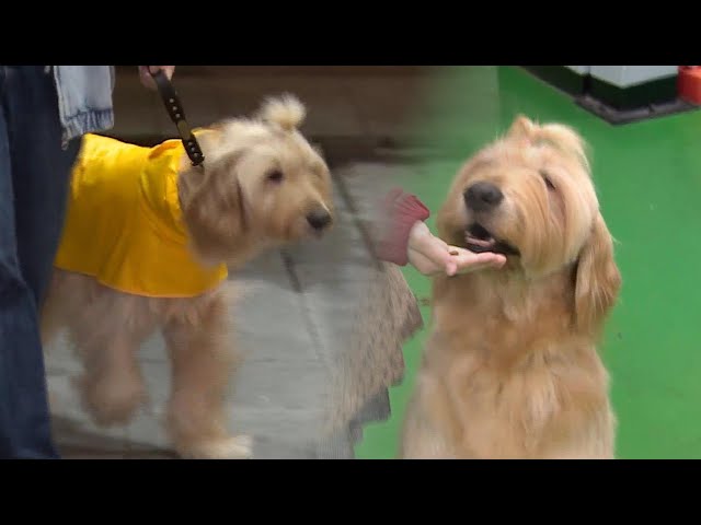 ⁣"이곳이 정말 좋아요"…연기犬 산들이의 출근 / 연합뉴스TV (YonhapnewsTV)