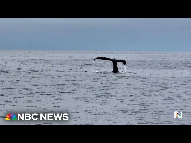 ⁣AI program provides new insights into the movements of humpback whales