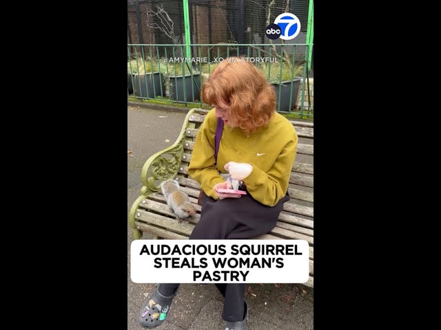 ⁣Audacious squirrel steals woman's pastry