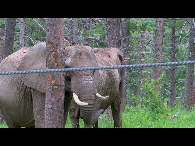 ⁣Cheyenne Mountain Zoo case going to state Supreme Court