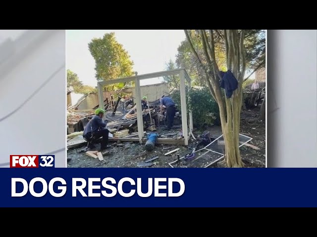 ⁣Across America: Dog rescued 6 days after house explosion