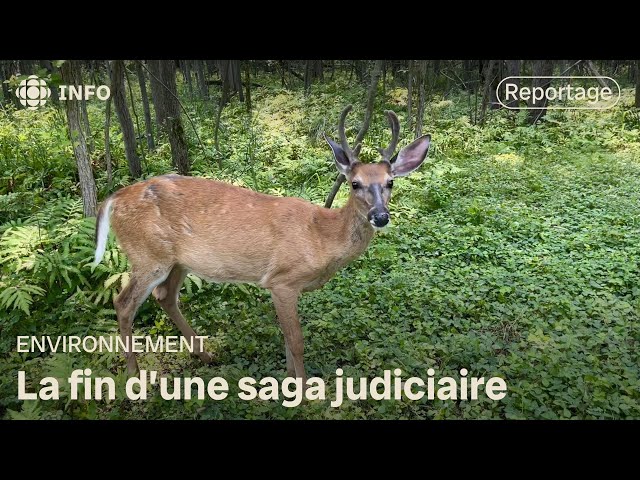 ⁣L’abattage de cerfs débute à Longueuil