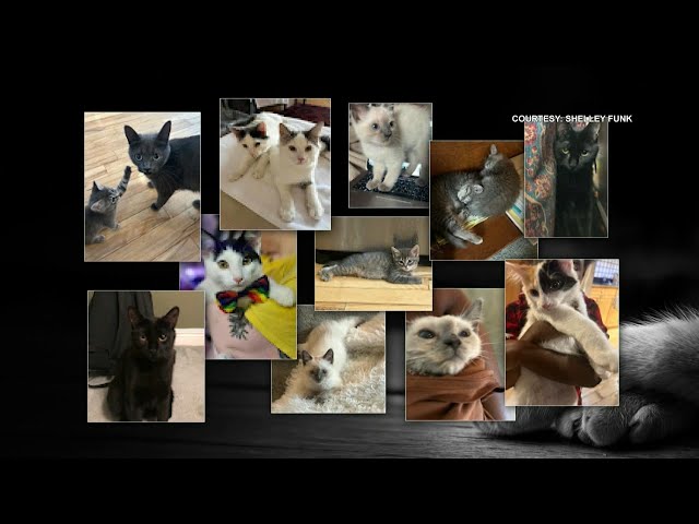 ⁣Search underway for missing, dead cats linked to Ontario cat rescue under investigation