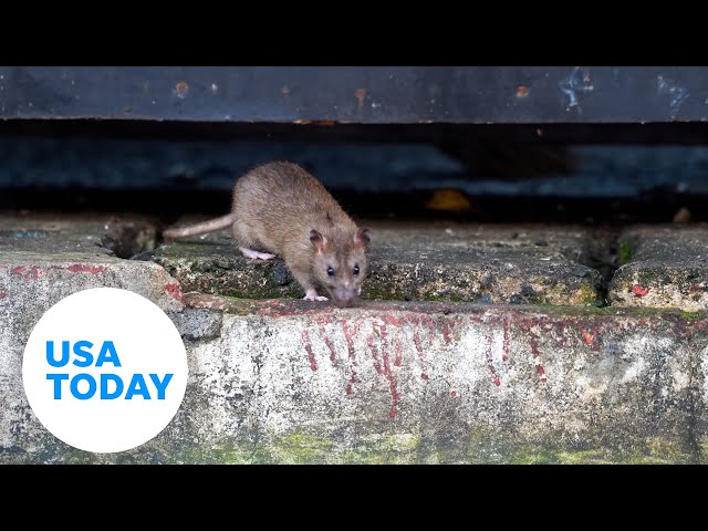 ⁣Orkin, a pest control company, ranks Chicago 'rattiest city' for 10th consecutive year | U