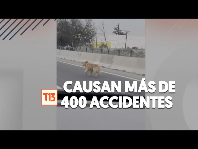 ⁣Perros en carreteras causan más de 400 accidentes: ¿cómo actuar si nos cruzamos con un animal?