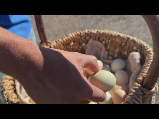 ⁣Business is booming for small Colorado chicken farmers amid high egg costs, bird flu concerns