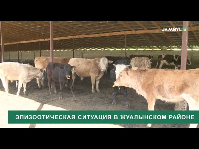 ⁣Эпизоотическая ситуация в Жуалынском районе