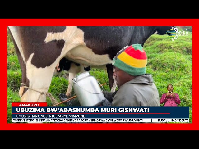 ⁣Hari abashumba b'inka mu nzuri za Gishwati binubira umushahara w'ibihumbi 10 Frw bahembwa