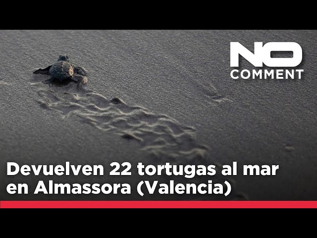 ⁣NO COMMENT: Devuelven 22 tortugas al mar en Almassora (Valencia)